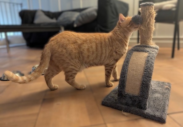 Ron der orangene Kater aus der Matte