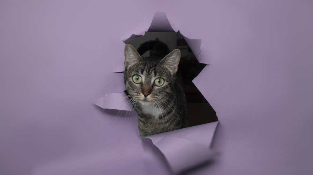 Katze schaut neugierig